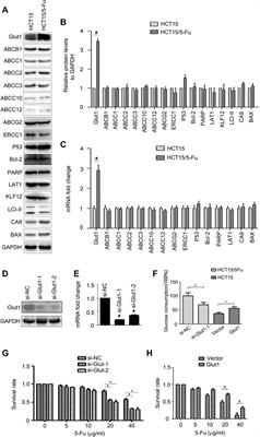 HIF1α/VEGF Feedback Loop Contributes to 5-Fluorouracil Resistance